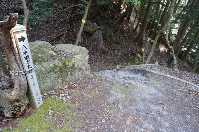 京都_桜情報_2022_51　八木城跡　No16