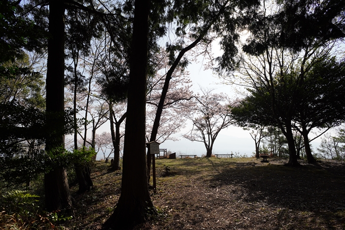 京都_桜情報_2022_51　八木城跡　No18