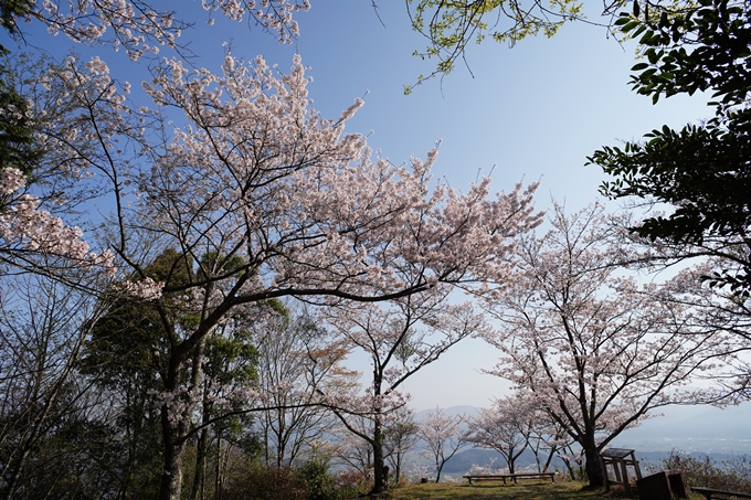 京都_桜情報_2022_51　八木城跡　No19