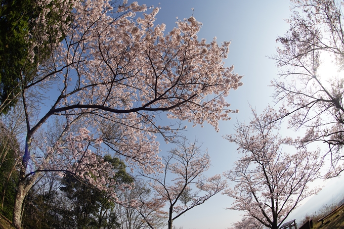 京都_桜情報_2022_51　八木城跡　No20