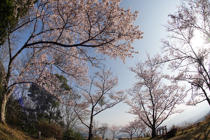 京都_桜情報_2022_51　八木城跡　No21