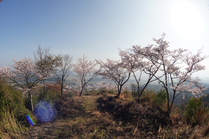 京都_桜情報_2022_51　八木城跡　No22