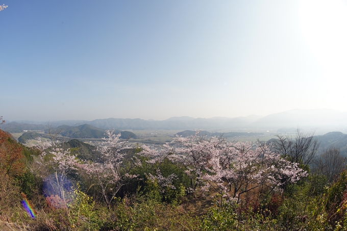 京都_桜情報_2022_51　八木城跡　No23