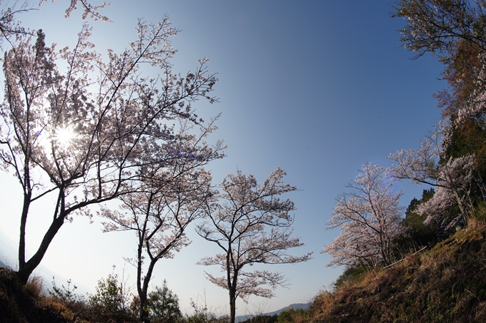 京都_桜情報_2022_51　八木城跡　No24