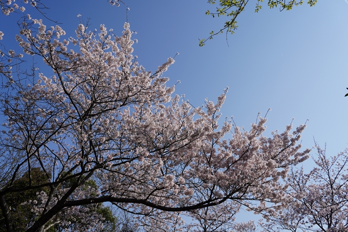 京都_桜情報_2022_51　八木城跡　No25