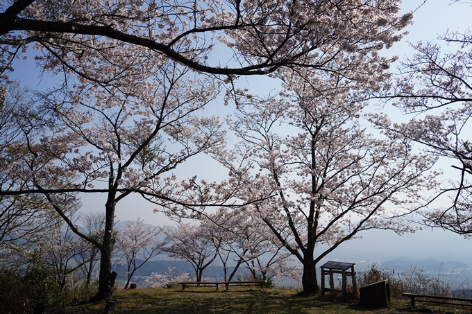 京都_桜情報_2022_51　八木城跡　No26