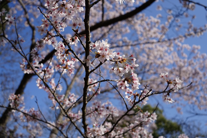 京都_桜情報_2022_51　八木城跡　No27