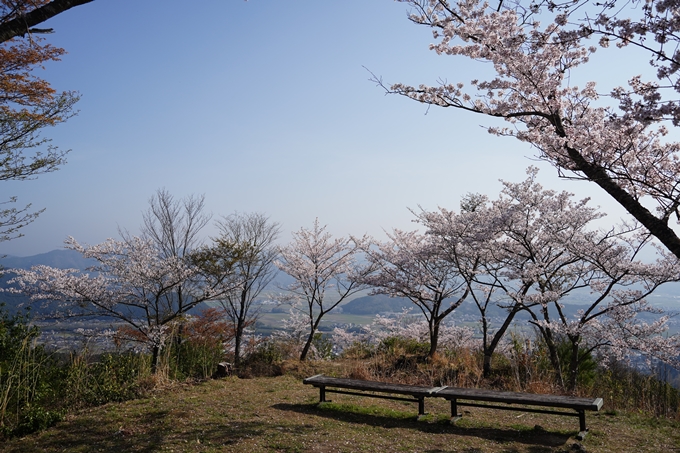 京都_桜情報_2022_51　八木城跡　No28