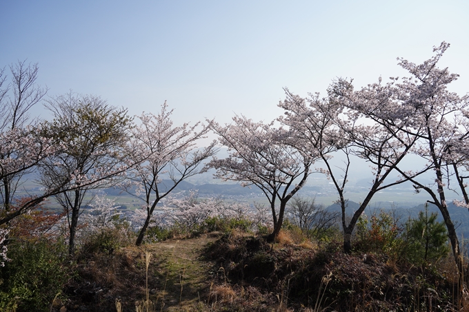 京都_桜情報_2022_51　八木城跡　No29