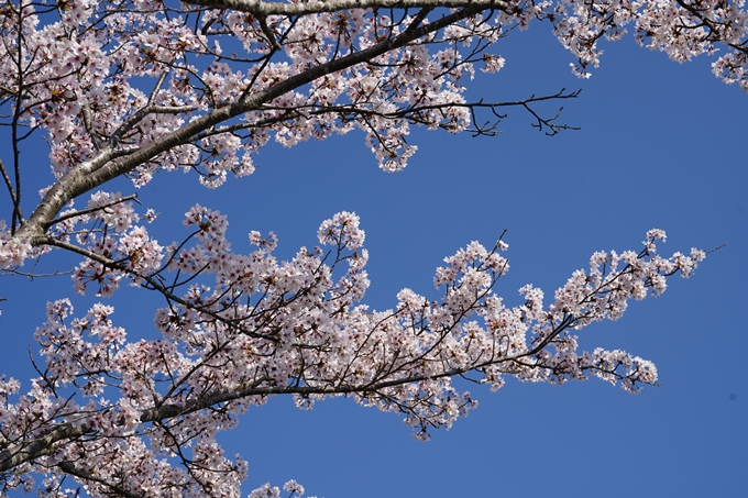 京都_桜情報_2022_51　八木城跡　No31