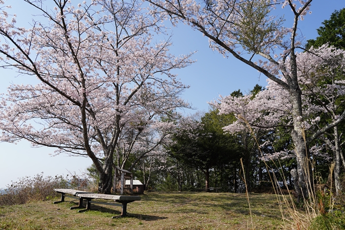 京都_桜情報_2022_51　八木城跡　No32