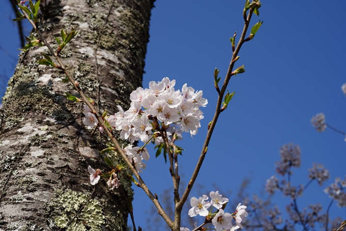 京都_桜情報_2022_51　八木城跡　No33