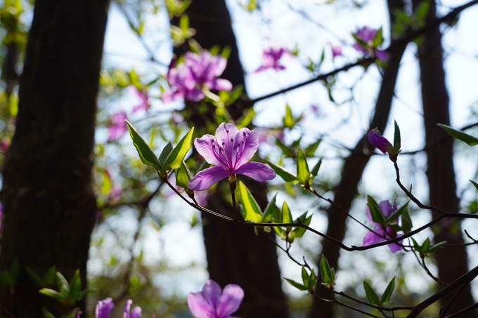 京都_桜情報_2022_51　八木城跡　No36