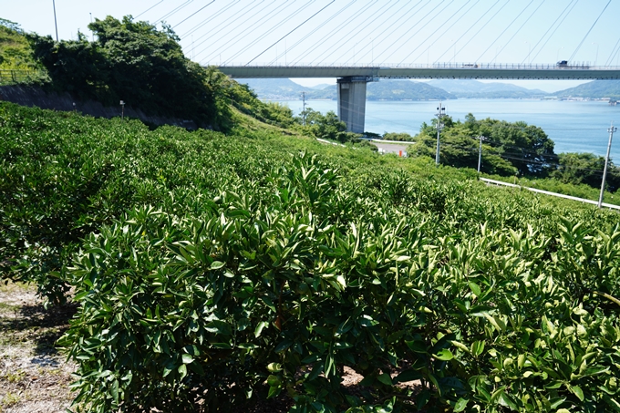 しまなみ海道_01　生口島サイクリング　No47