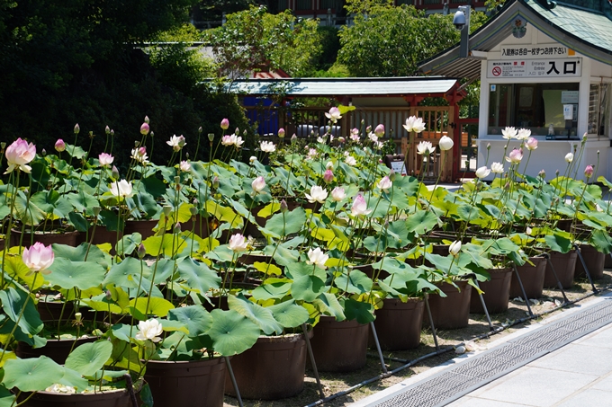 しまなみ海道_02　耕三寺　No9