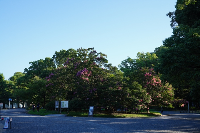 京都御苑_2022-08-03　No3