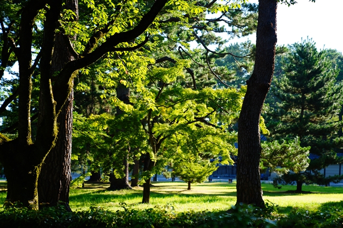 京都御苑_2022-08-03　No18