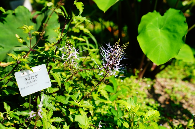 京都府立植物園_2022-08　No8