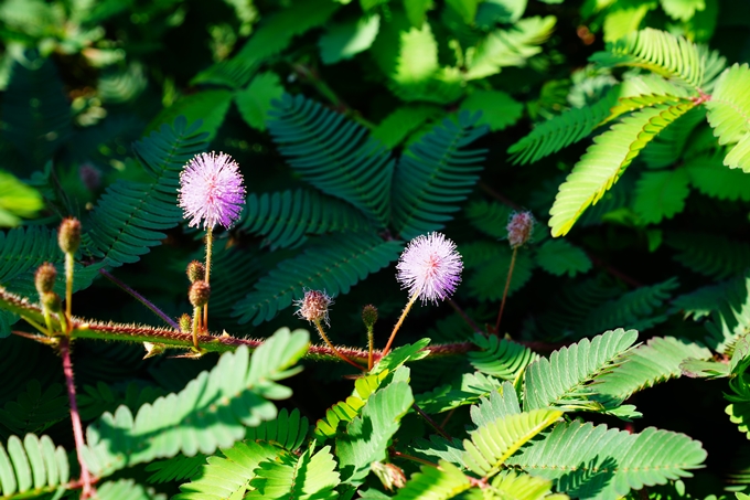 京都府立植物園_2022-08　No9