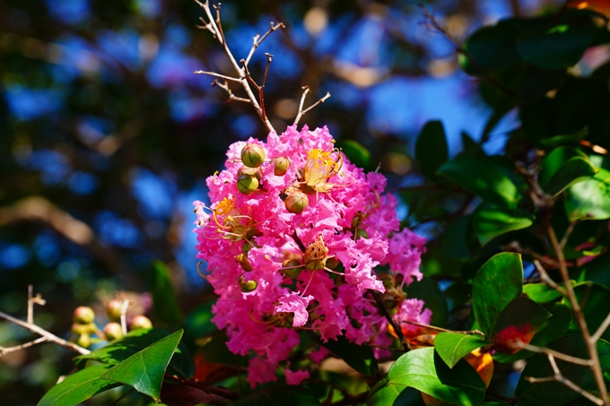 京都府立植物園_2022-08　No13