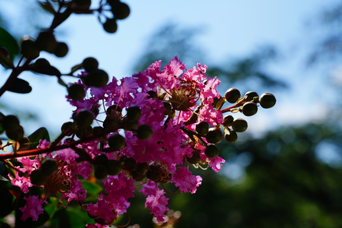 京都府立植物園_2022-08　No14