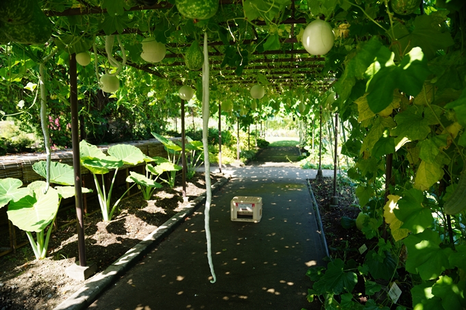 京都府立植物園_2022-08　No19