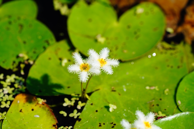 京都府立植物園_2022-08　No21