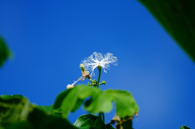 京都府立植物園_2022-08　No23