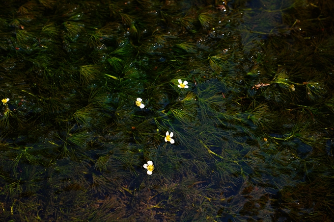 京都府立植物園_2022-08　No27