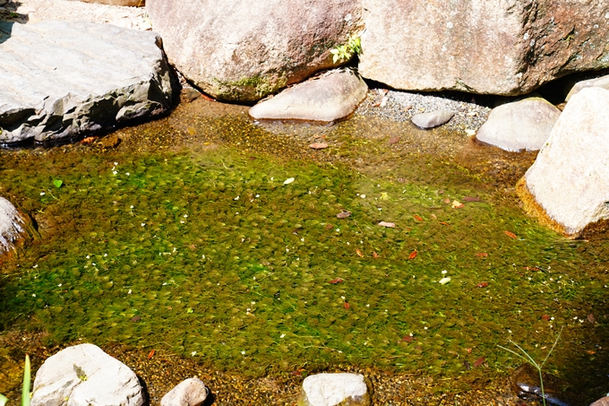 京都府立植物園_2022-08　No26