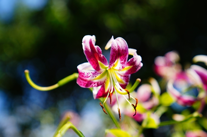 京都府立植物園_2022-08　No30