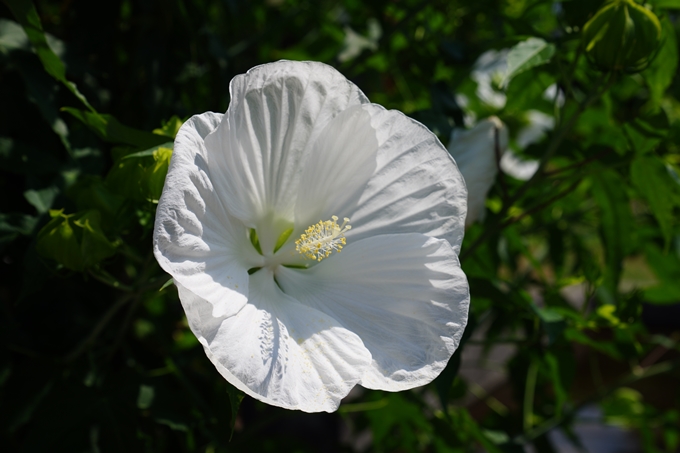 京都府立植物園_2022-08　No32