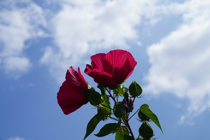 京都府立植物園_2022-08　No33