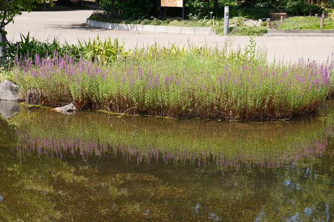 京都府立植物園_2022-08　No34