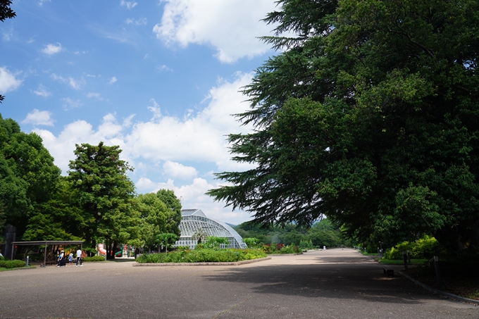 京都府立植物園_2022-08　No40