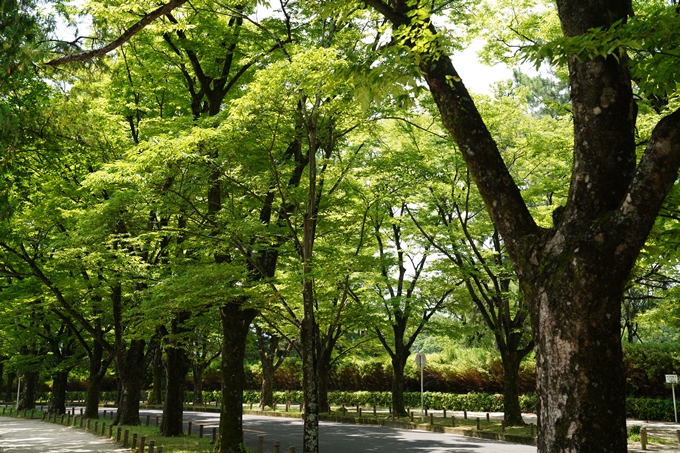 京都府立植物園_2022-08　No3