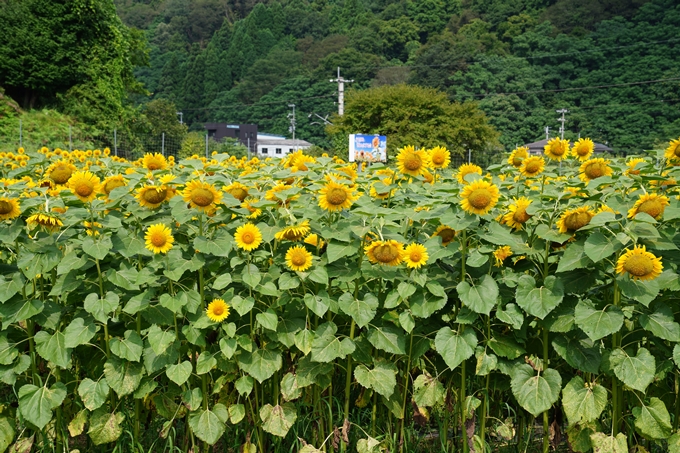 福知山_ひまわり　No4