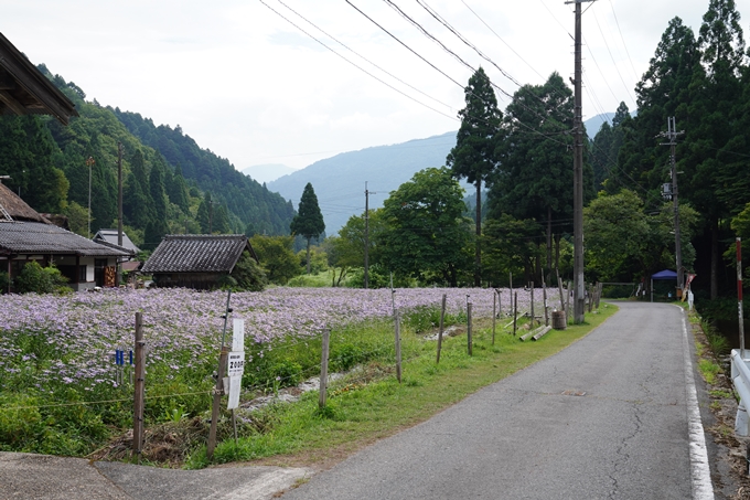 北山友禅菊　No3