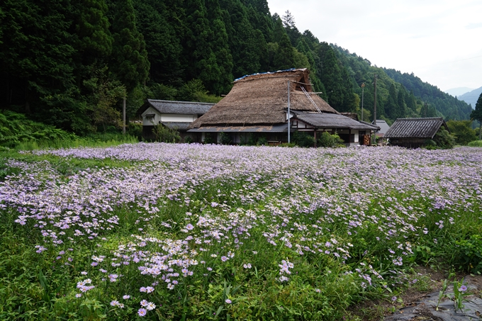 北山友禅菊　No5