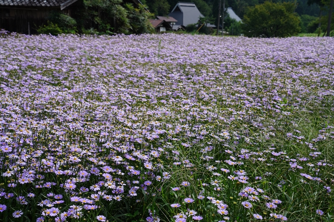 北山友禅菊　No7