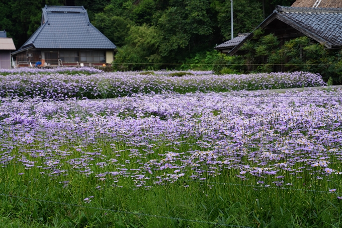 北山友禅菊　No12