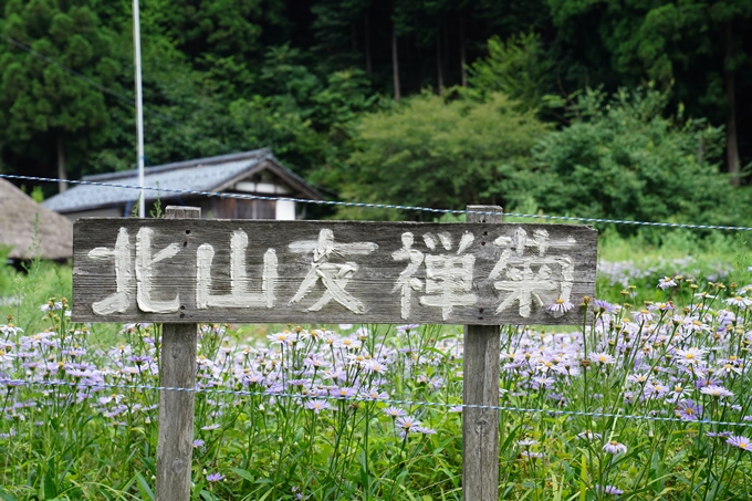 北山友禅菊　No14