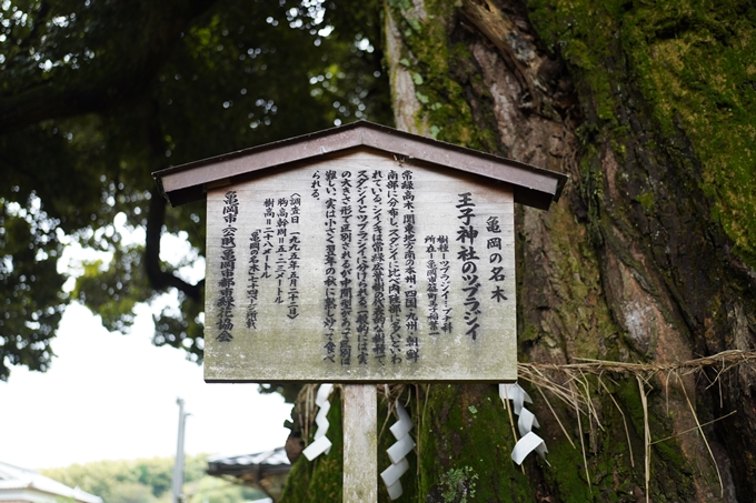 鵜ノ川遊歩道_めがね橋　No55