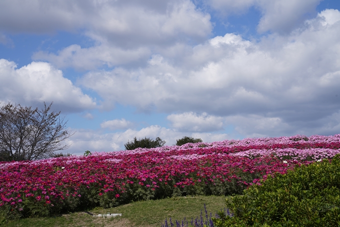 馬見丘陵公園_2022　No39