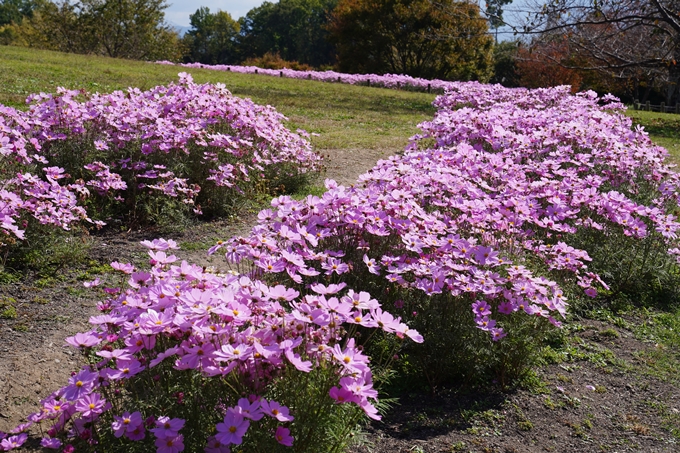 馬見丘陵公園_2022　No41