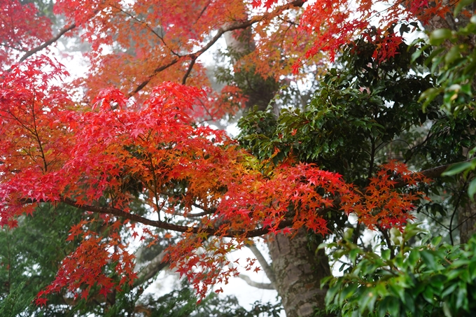 千手寺_霧_紅葉_2022　No10