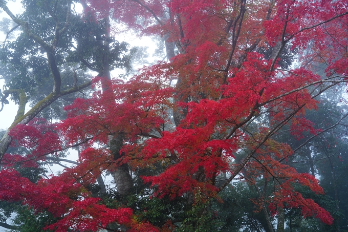 千手寺_霧_紅葉_2022　No8