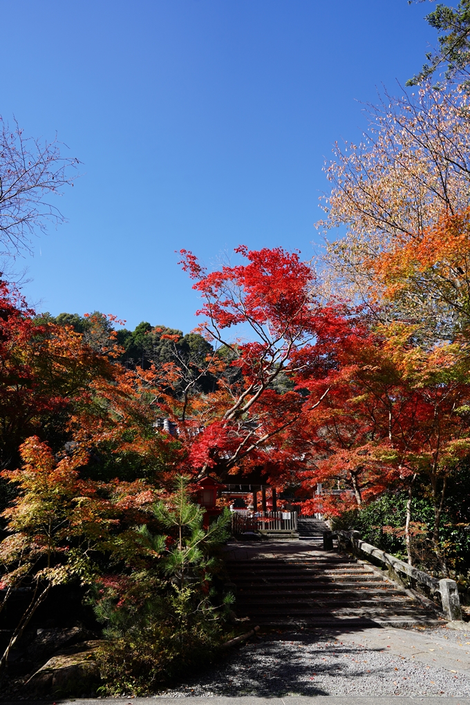 鍬山神社_紅葉_2022　No10