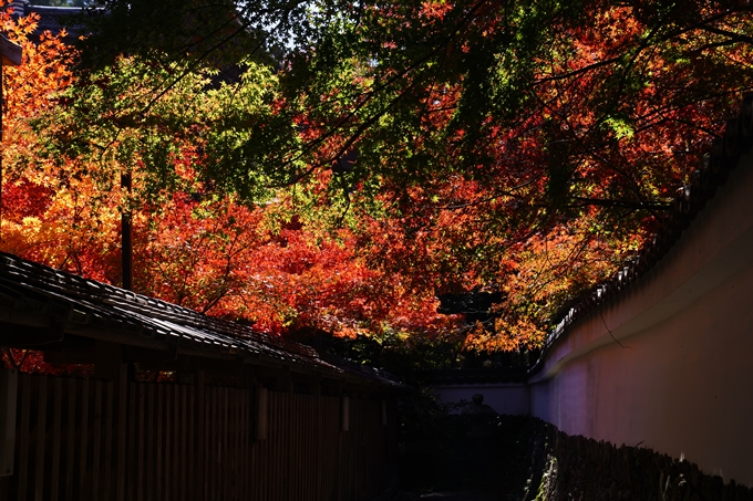 鍬山神社_紅葉_2022　No21