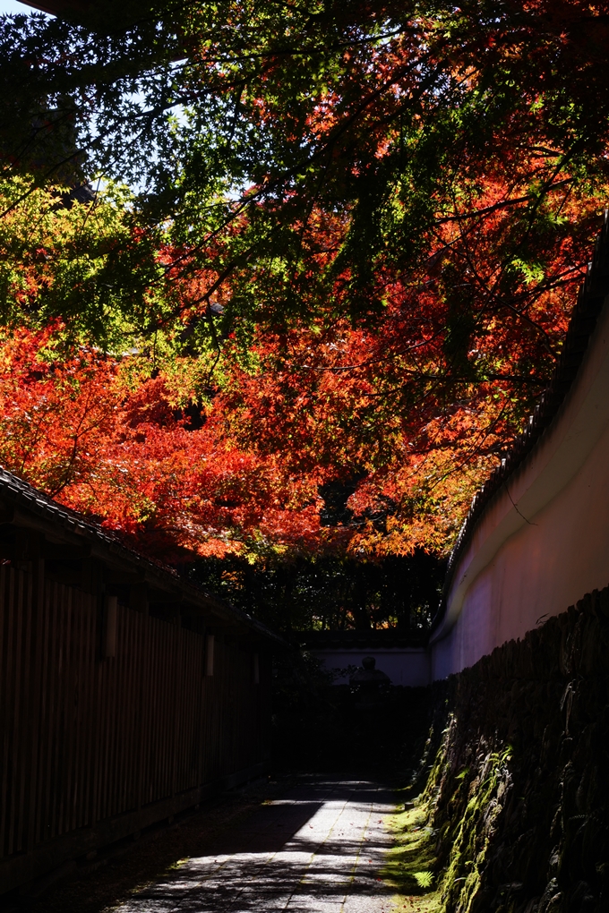 鍬山神社_紅葉_2022　No19